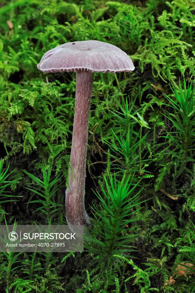 Amethyst deceiver (Laccaria amethystea / amethystina) growing amongst moss on forest floor in autumn, Belgium October