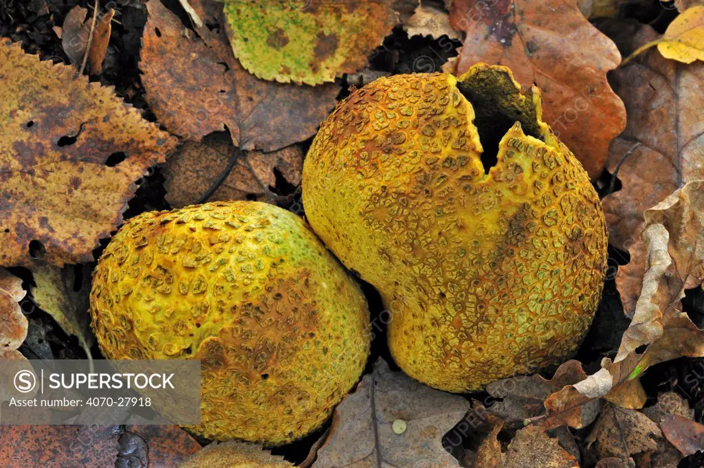 Common earthball fungus (Scleroderma citrinum) on the forest floor breaking up to release spores in autumn, Belgium, October
