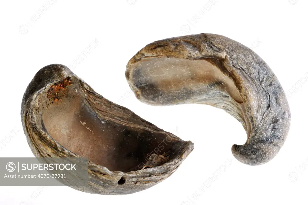 Devil's toenail fossils (Gryphaea dilatata) shot on white background, a species of Jurassic oyster, Gryphaeidae marine bivalve mollusc found in Vaches Noires, Normandy, France