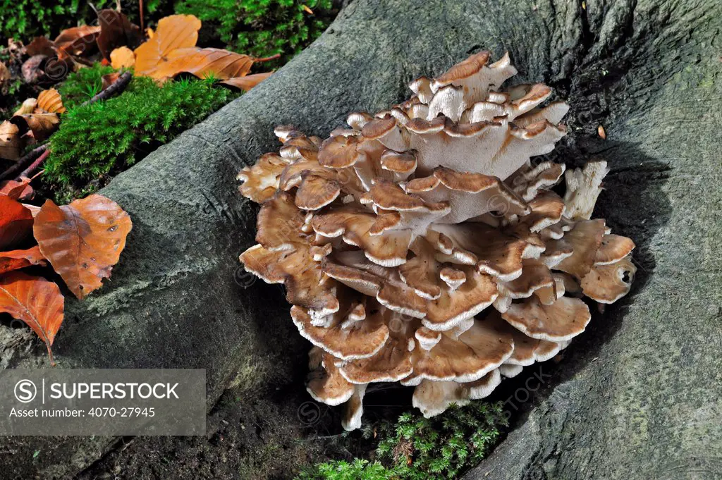 Hen of the Woods fungus (Grifola frondosa) growing from base of tree in autumn forest, Belgium, October