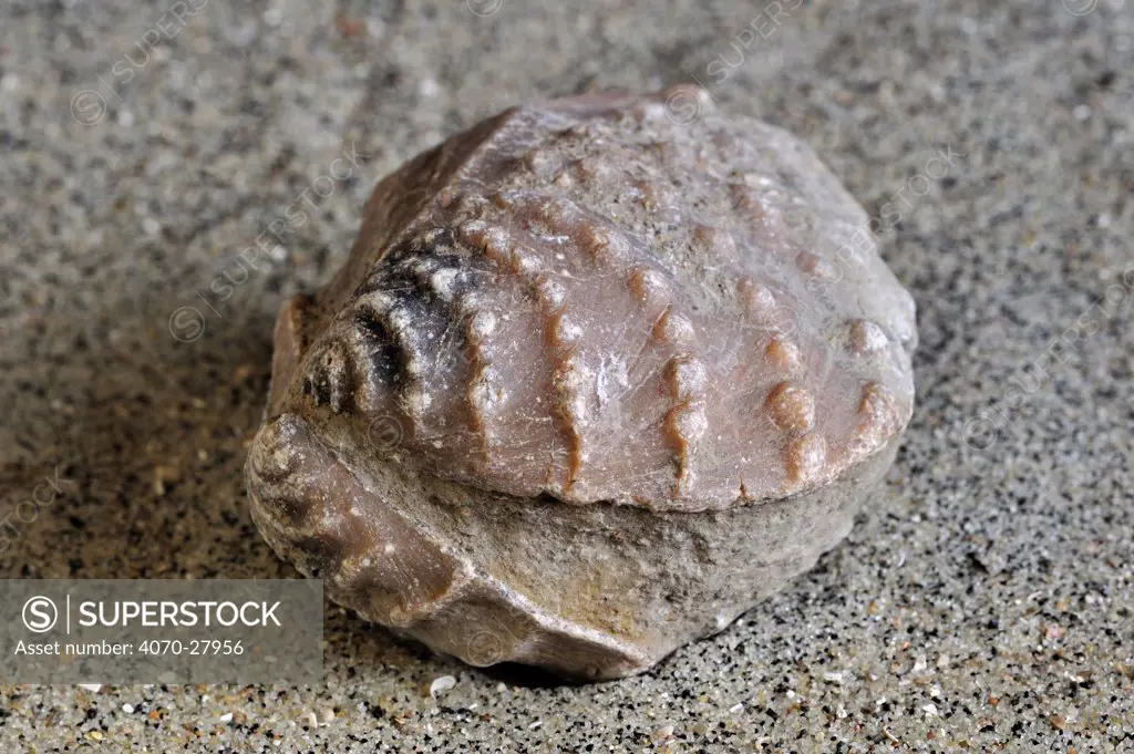 Fossil (Myophorella clavellata) saltwater clam, marine bivalve mollusc, found at Vaches Noires in Normandy, France