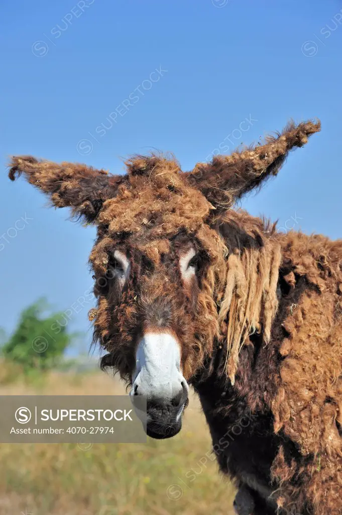 Poitou donkey (Equus africanus asinus) with shaggy coat on the island Ile de Re, Charente-Maritime, France