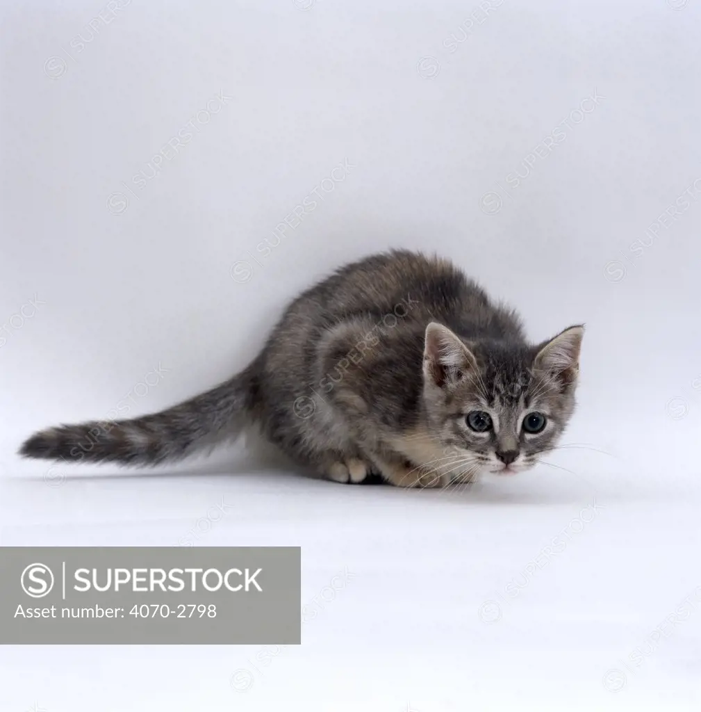 Domestic Cat Felis catus} 8-week Blue-cream British Shorthair kitten