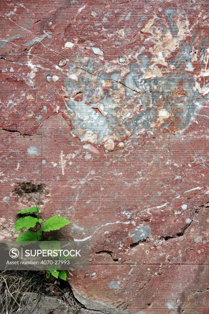 Red marble in rock face of stone quarry in the Belgian Ardennes, Belgium, August 2012