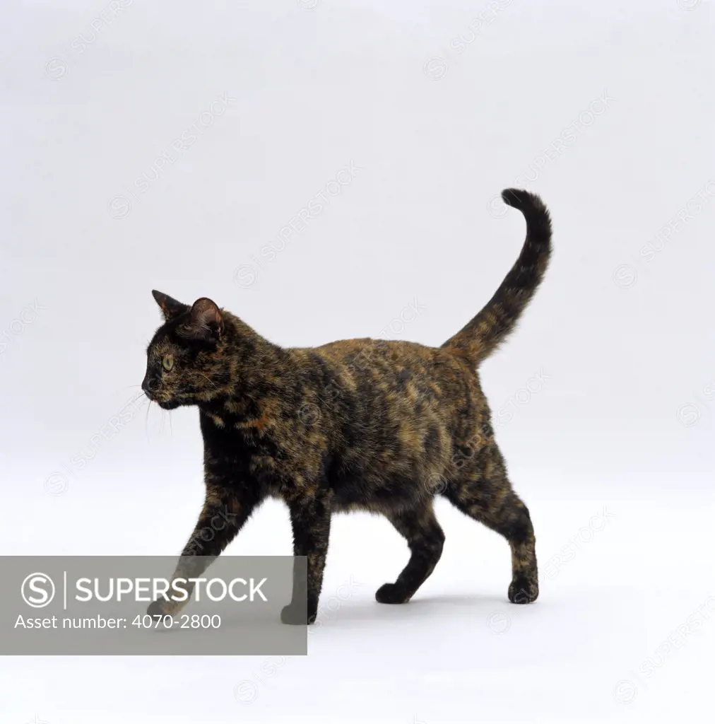 Domestic Cat Felis catus} one-year Dark tortoiseshell shorthair cat 'Myrtle'