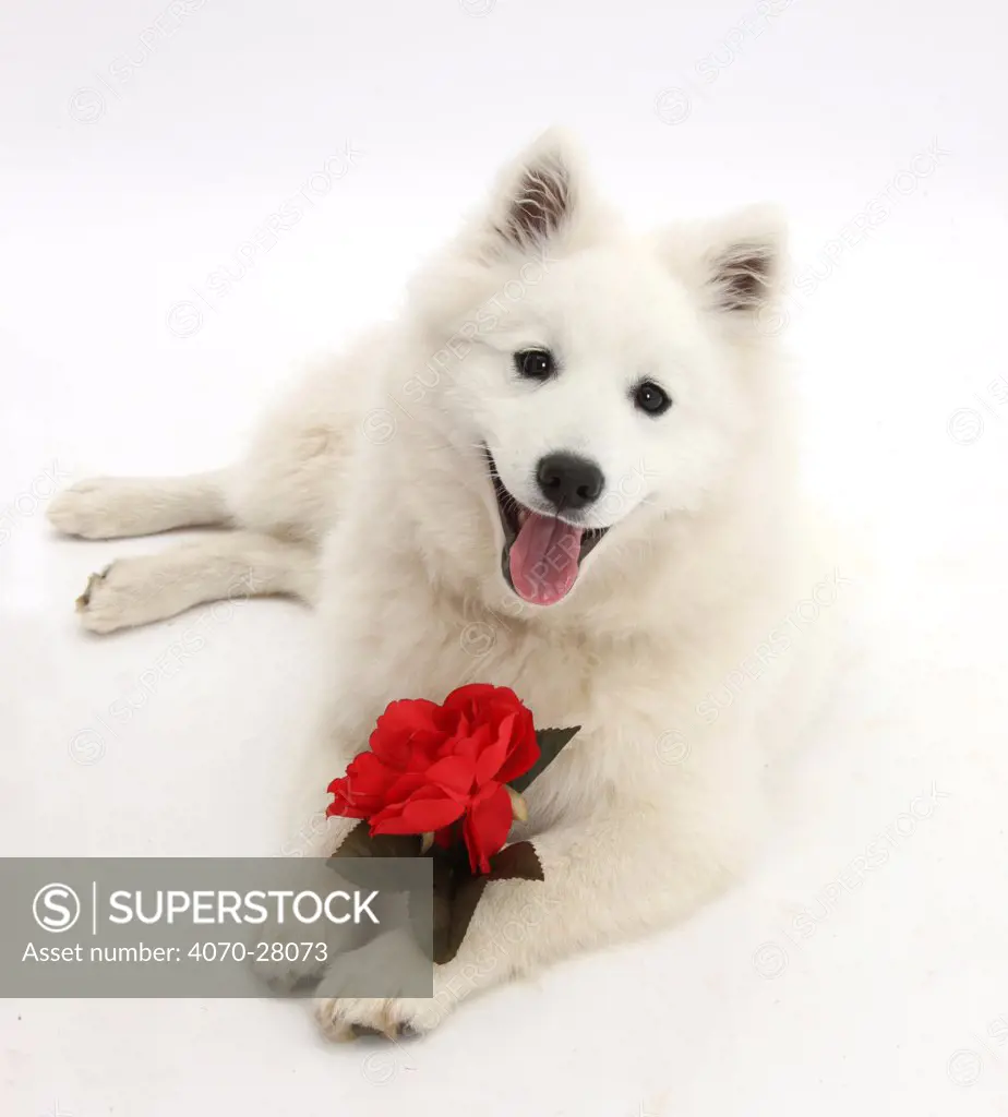 White Japanese Spitz dog, Sushi, 6 months old, holding a red rose.