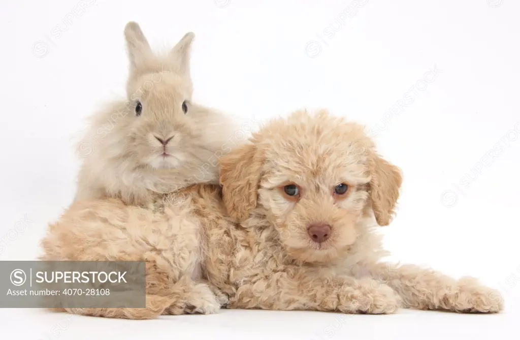Toy Labradoodle puppy and Lionhead-cross rabbit.