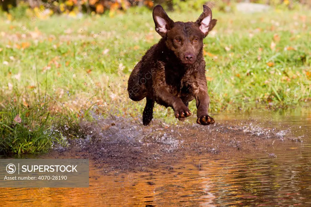 Chesapeake Bay Retriever running, jumping pond in autumn, Rhode Island, USA