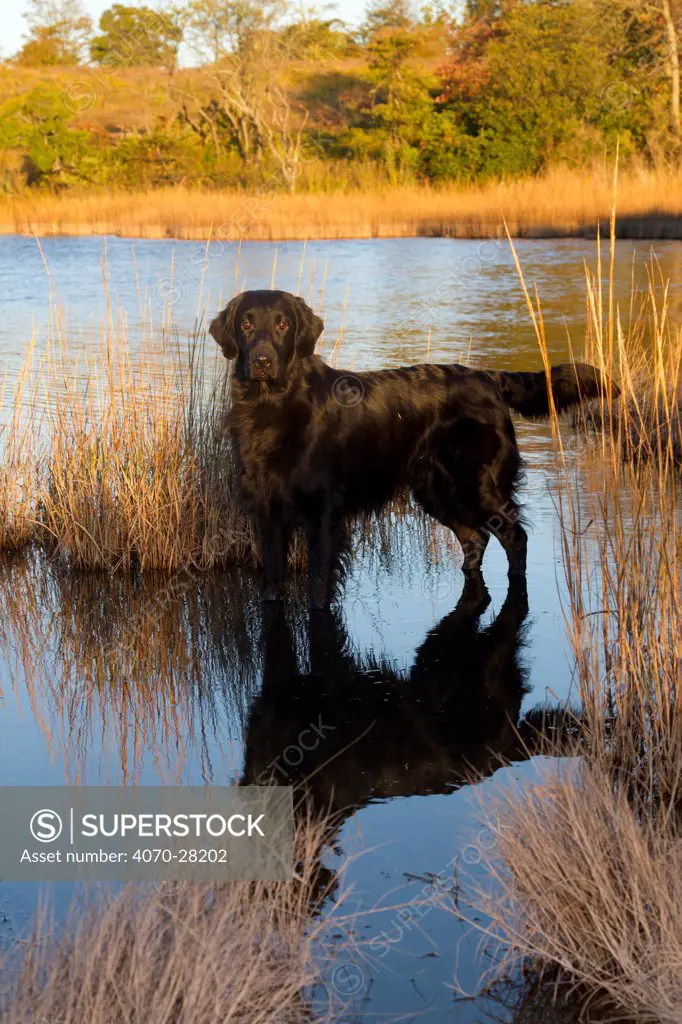 Flat-Coated Retriever in salt grass in saltmarsh; Waterford, Connecticut, USA. Non-exclusive