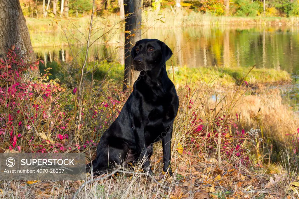 Black Labrador Retriever sitting in autumn woodland; Pomfret, Connecticut, USA