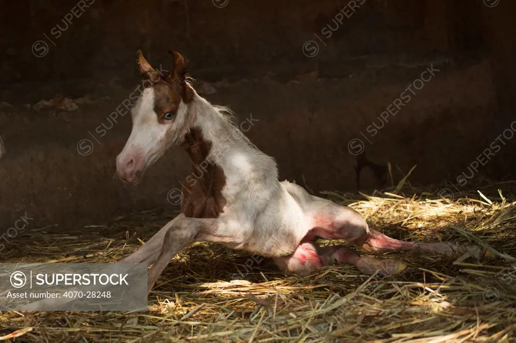 A newborn Kathiawari horse colt, still covered with placenta, tries to stand up for the first time, Porbandar, Gujarat, India.