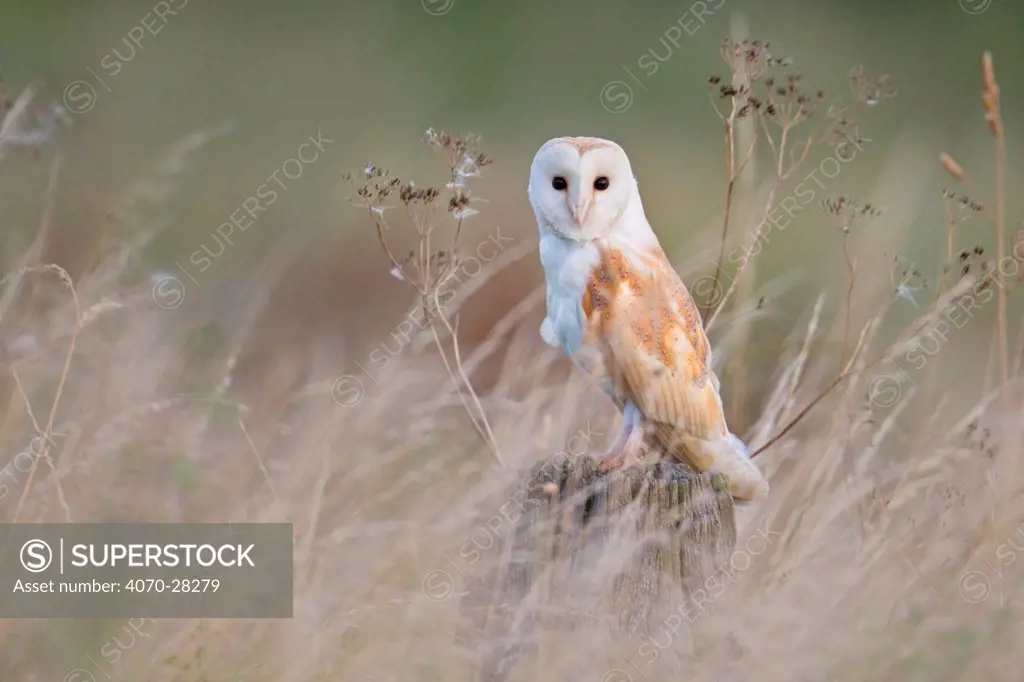 Barn Owl (Tyto alba) perched among grass. UK, November.