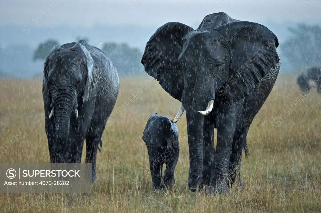 African Elephant (Loxodonta africana) breeding herd in rainstorm during migration. Maasai Mara, Kenya, Africa, August.