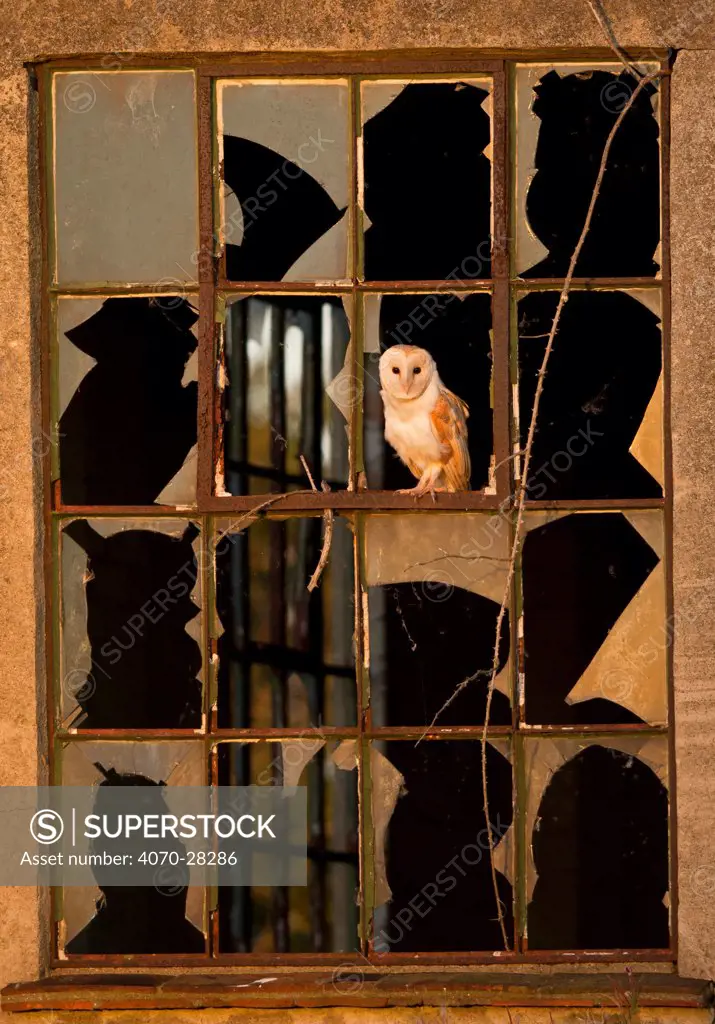 Barn Owl (Tyto alba) perched on broken window frame of abandoned building. UK, September.