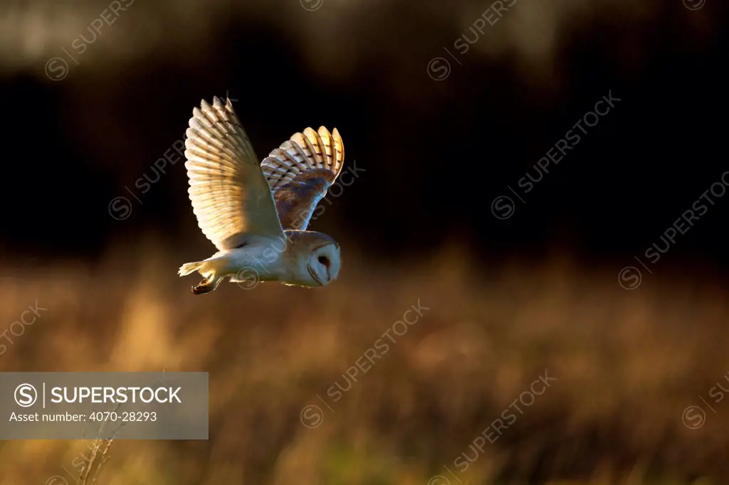 Barn Owl (Tyto alba) in flight. UK, Europe.