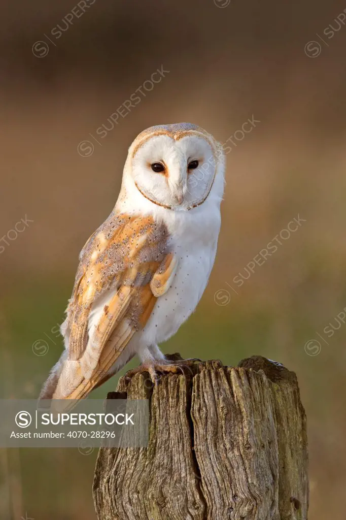 Barn Owl (Tyto alba) portrait on post. UK, February.