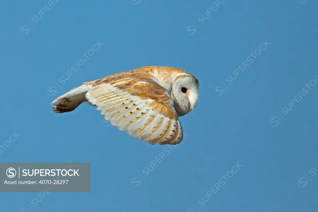 Barn Owl (Tyto alba) in flight. UK, February.
