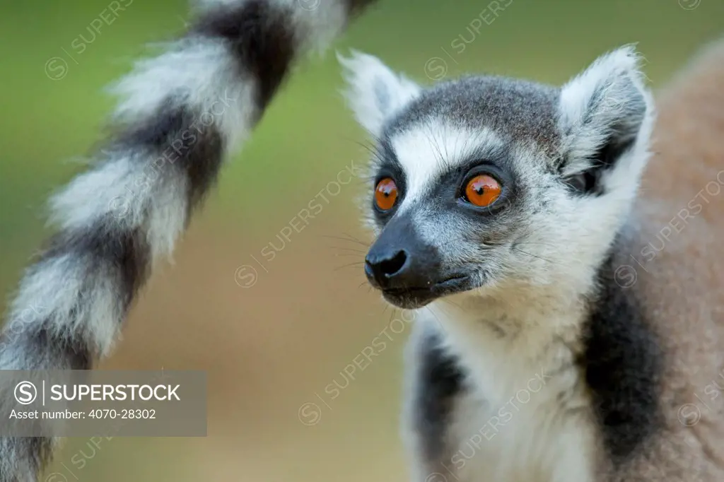 Ringtail Lemur (Lemur catta) portrait. Madagascar.