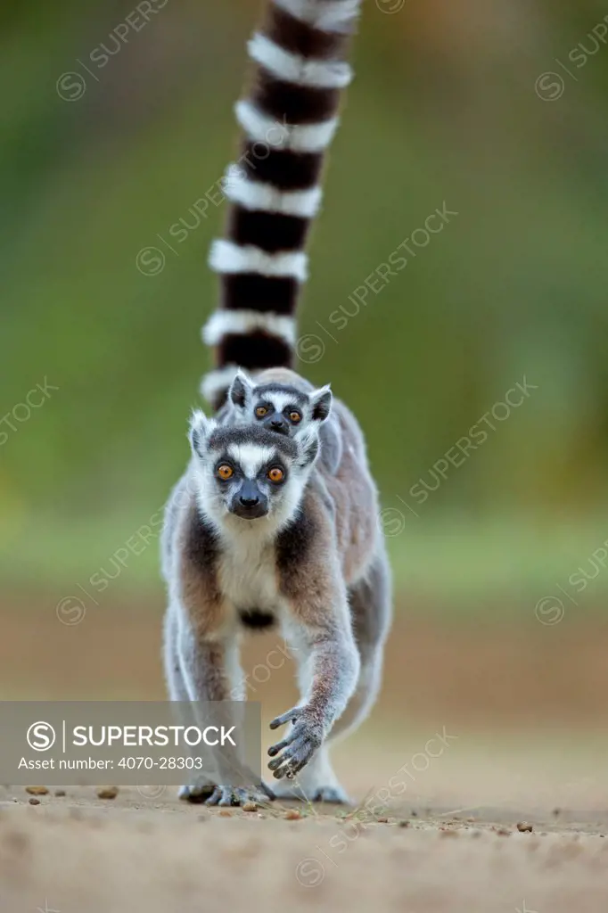 Ringtail Lemur (Lemur catta) mother carrying baby on back. Madagascar.