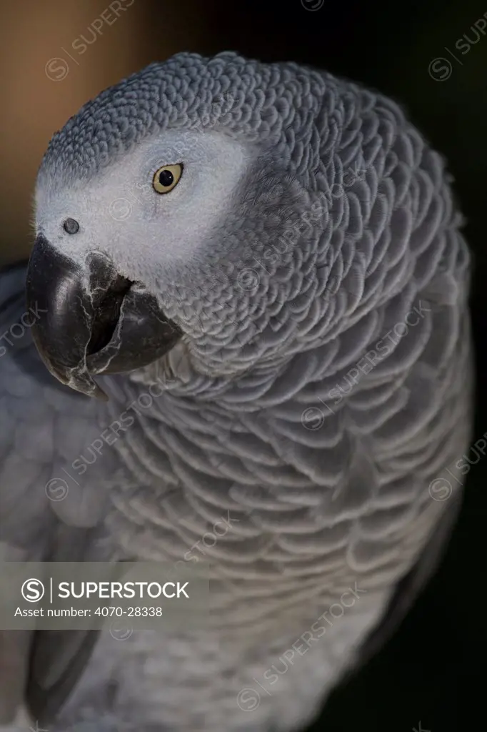 African Grey parrot (Psittacus erithacus), captive, native to rain forests of west and central Africa, vulnerable species