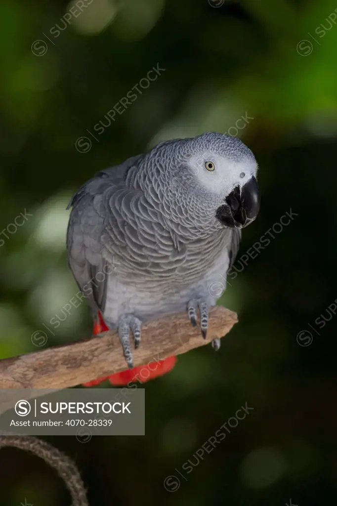 African Grey parrot (Psittacus erithacus), captive, native to rain forests of west and central Africa, vulnerable species, non-ex