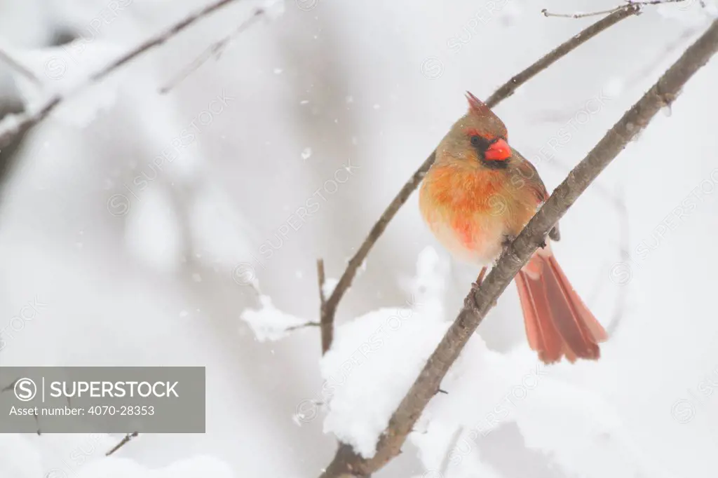Northern Cardinal (Cardinalis cardinalis) female in the snow, St. Charles, Illinois, USA, March