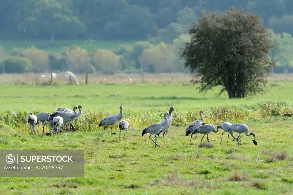 Juvenile Common / Eurasian cranes (Grus grus) recently released by the Great Crane Project onto the Somerset Levels and Moors, foraging in pastureland near a drainage ditch; one turns over an old cow pat. Somerset, UK, October 2010.