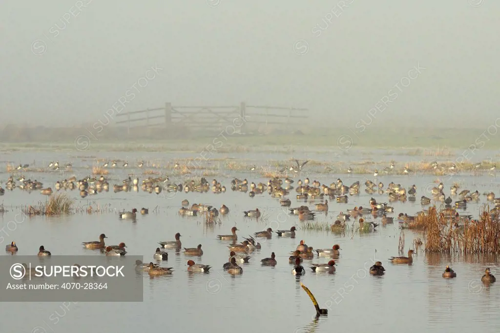 Large flock of Wigeon (Anas penelope) swimming and standing on flooded marshland on a foggy winter day with a small flock of Lapwings (Vanellus vanellus) in the background. Greylake RSPB reserve, Somerset Levels, UK, January. 2020VISION Book Plate.