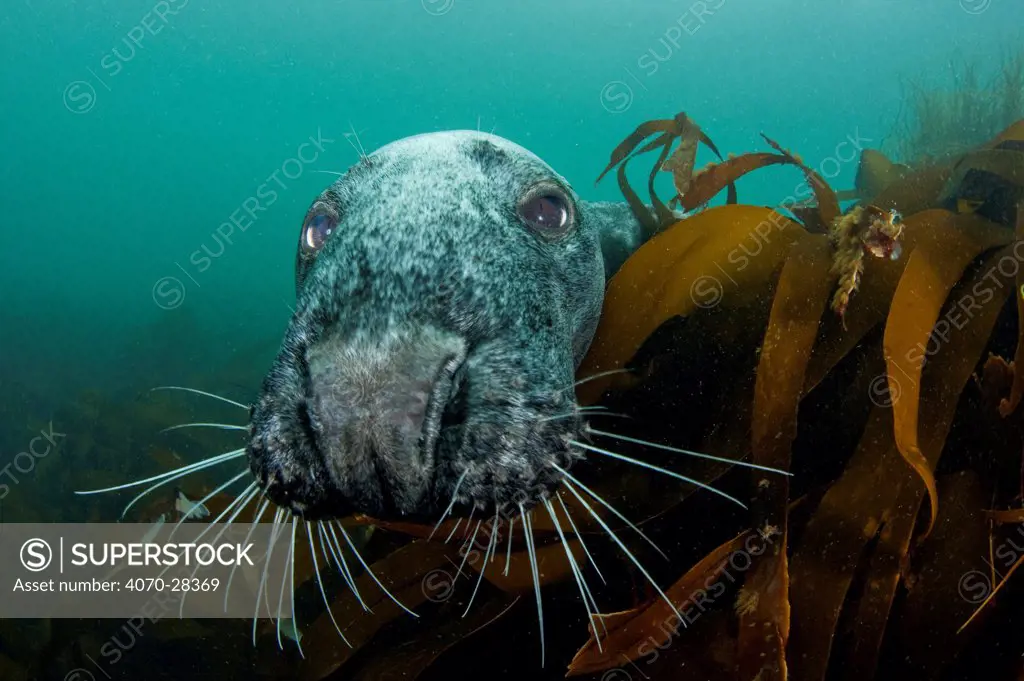 Grey seal (Halichoerus grypus) peering around  kelp to investigate, Lundy Island, Bristol Channel, England, UK, May