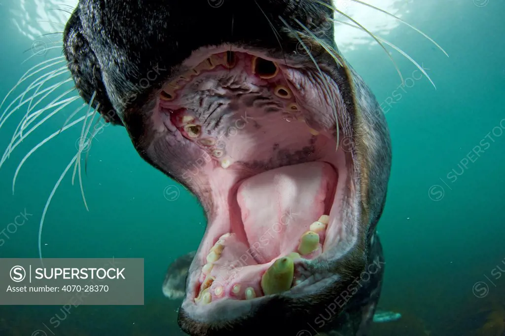 Old male Grey seal (Halichoerus grypus) with mouth wide open showing worn teeth, Lundy Island, Bristol Channel, England, UK, May. 2020VISION Book Plate.