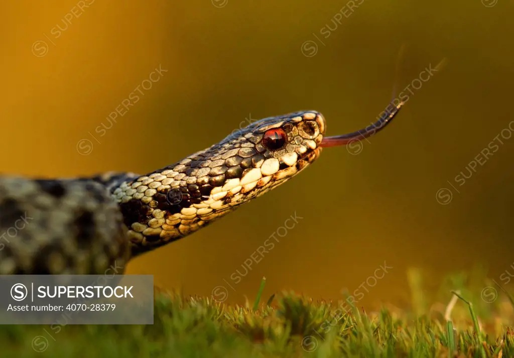 Adder (Vipera berus) tasting the air with tongue,  Staffordshire, England, UK, April. 2020VISION Exhibition. 2020VISION Book Plate.