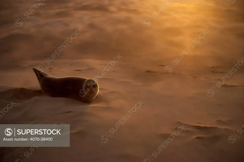 RESTRICTED USE - Common seal (Phoca vitulina) pup resting on a sandbank during a sandstorm, Donna Nook, Lincolnshire, England, UK, October. 2020VISION Exhibition. 2020VISION Book Plate.