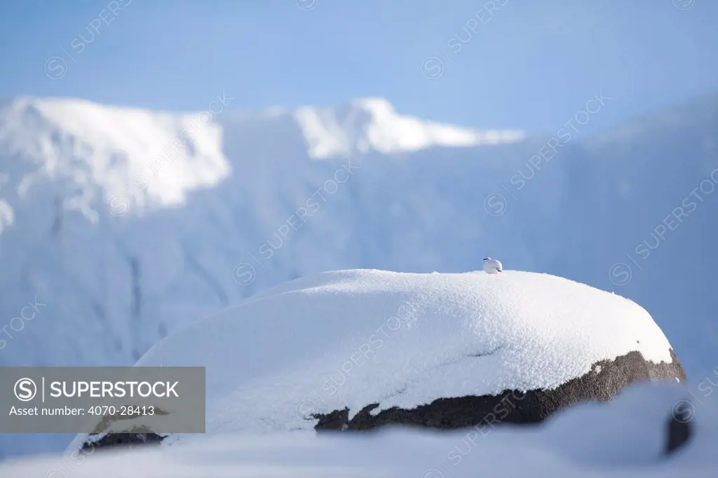 Rock ptarmigan (Lagopus mutus) perched on boulder, camouflaged against snow in winter plumage, Cairngorms NP, Highlands, Scotland, UK, February