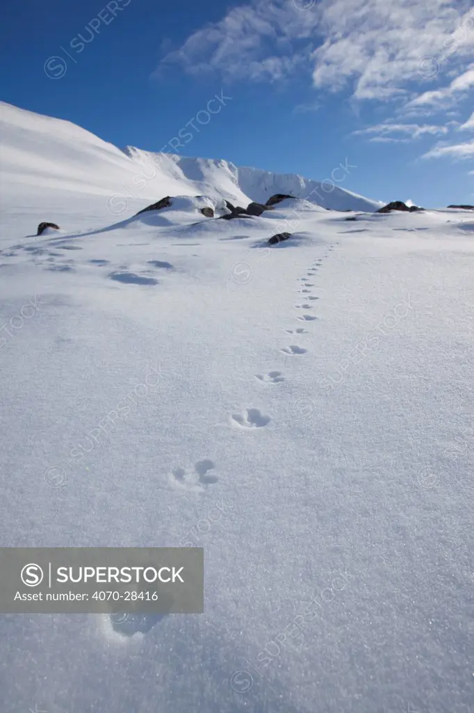 Rock ptarmigan (Lagopus mutus) tracks in snow in winter landscape, Cairngorms NP, Highlands, Scotland, UK, February 2010