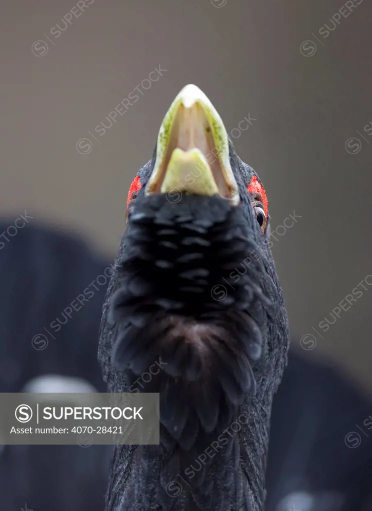 Close up of Capercaillie (Tetrao urogallus) male displaying in pine forest, Cairngorms NP, Highlands, Scotland, UK, February