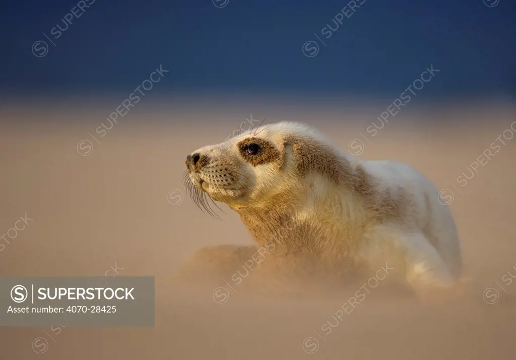Grey Seal (Halichoerus grypus) pup resting on sand bank during sandstorm, Donna Nook, Lincolnshire, England, UK, November