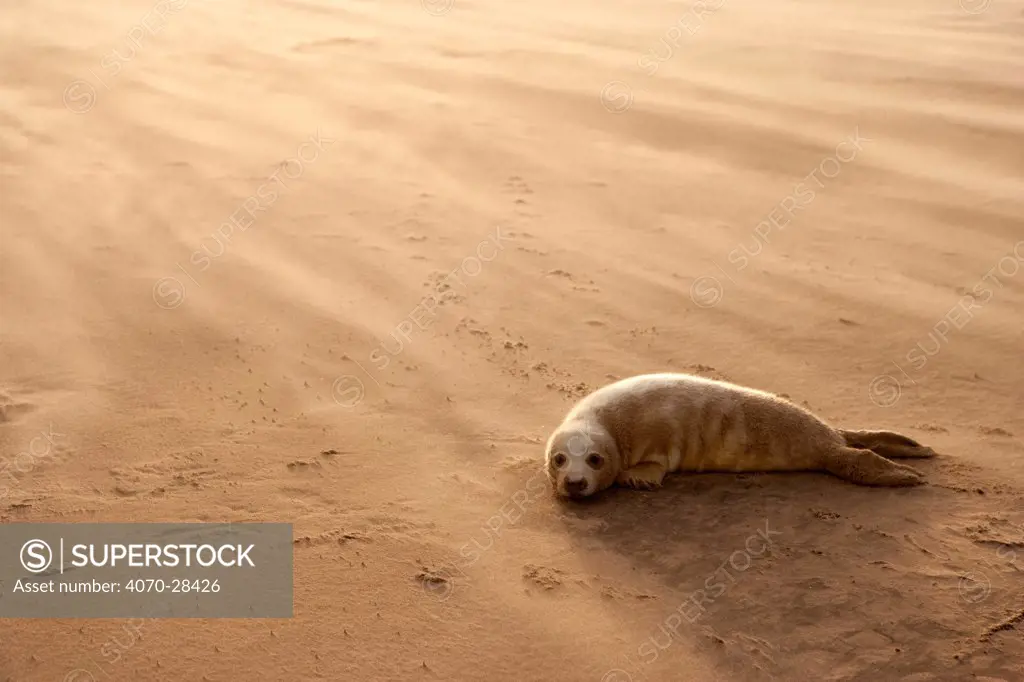 Grey Seal (Halichoerus grypus) pup resting on beach, Donna Nook, Lincolnshire, England, UK, November. Did you know The grey seal is Britains largest carnivorous animal.