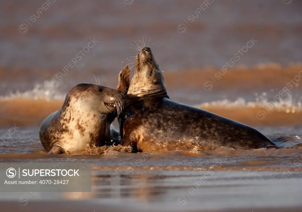 Grey seals (Halichoerus grypus) two adults fighting in the surf, Donna Nook, Lincolnshire, England, UK, October
