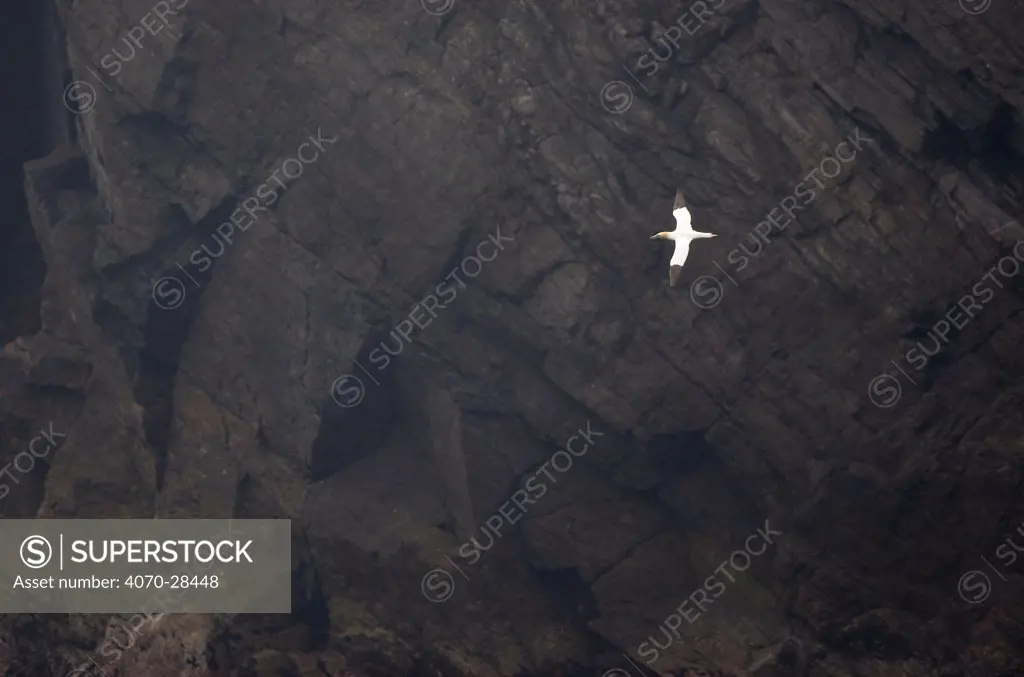 Gannet in flight (Morus bassanus) against cliff face, Hermaness NNR, Unst, Shetland, Scotland, June