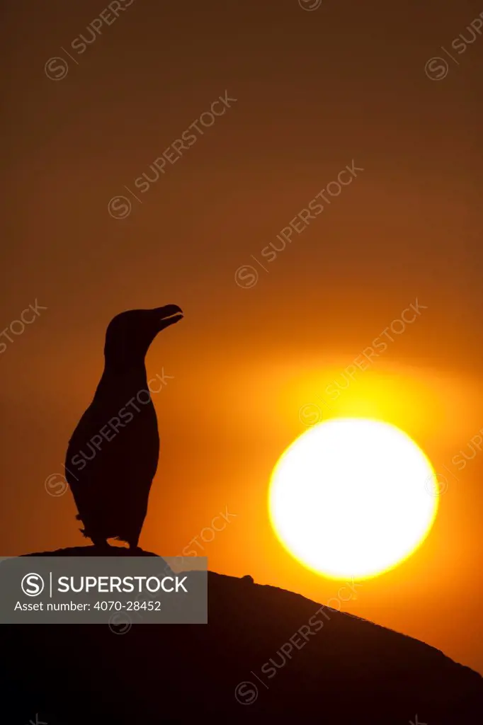 Silhouette of Razorbill (Alca torda) against sunset. June 2010.