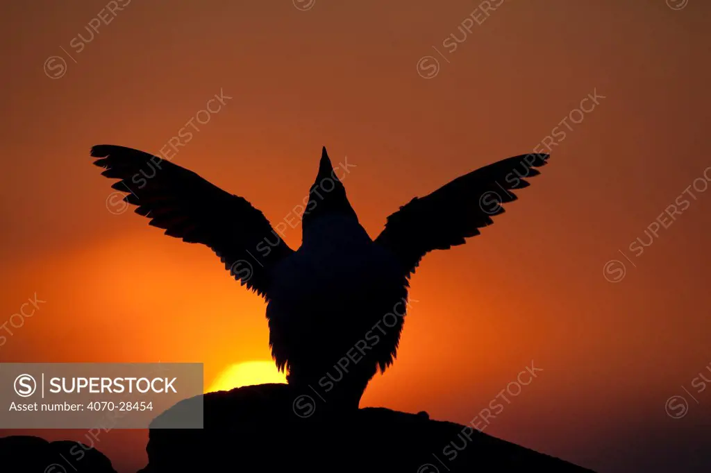Silhouette of Razorbill (Alca torda) against sunset, flapping wings. June 2010.