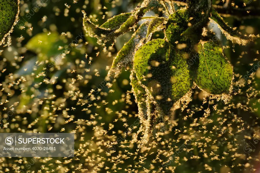 Swarm of Greenfly (winged aphids), Rutland Water, Rutland, UK, April. Photographer quote: 'Its quite difficult to take photographs with greenfly in your eyes, nose and ears!' Did you know? Although sometimes annoying, insects are a vital part of the food web - these greenfly are like a fast food restaurant for many bird species.