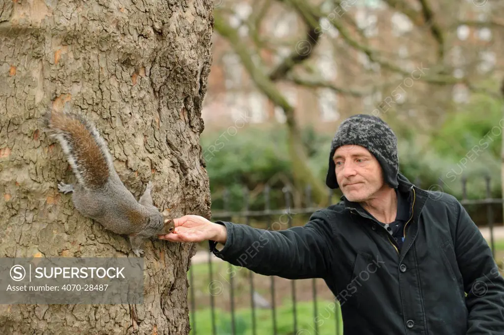 Man reaching out to hand feed Grey squirrel (Sciurus carolinensis) in parkland, Regent's Park, London. Model released.