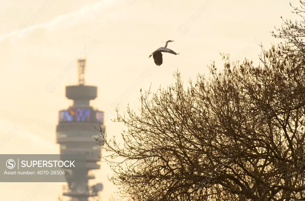 Grey heron (Ardea cinerea) in flight carrying nesting material, flying over Regent's Park with the BT tower in the background, London, UK, April 2011