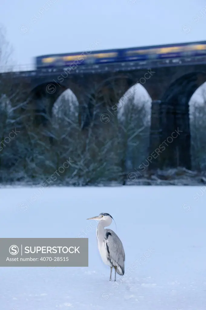 Grey heron (Ardea cinerea) on frozen river, River Tame, Reddish Vale Country Park, Stockport, Greater Manchester, UK, with Northern Rail train on viaduct in the background, December 2010