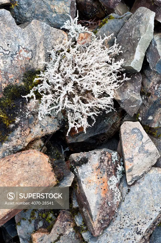Lichen on rocks, Assynt, Assynt Uplands, Scotland, UK, January