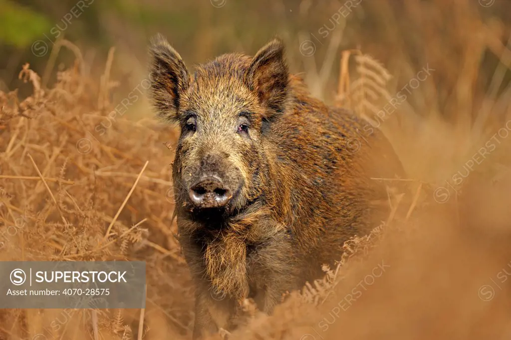 Wild boar (Sus scrofa) female in woodland undergrowth, Forest of Dean, Gloucestershire, UK, March
