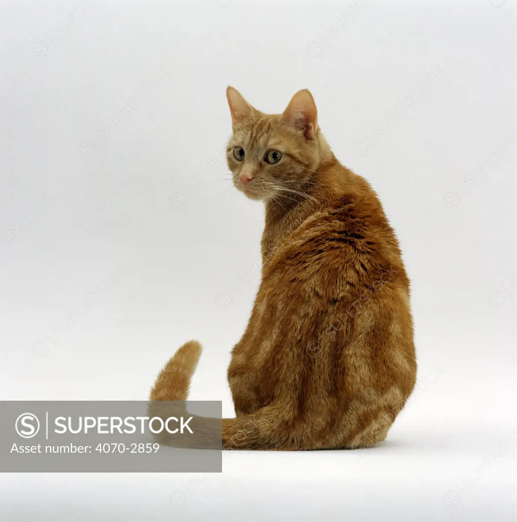 Domestic Cat Felis catus} rear view Ginger tabby looking back with tail twitching, 'Lucky'