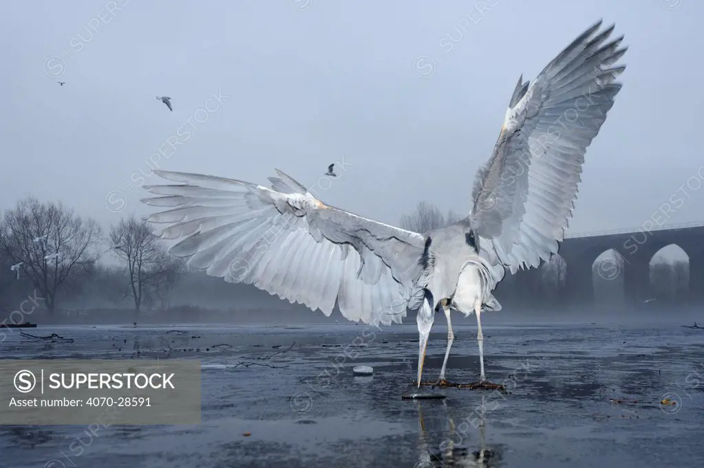 Grey heron (Ardea cinerea) standing on ice feeding on fish bought by visitors from supermarket, Reddish Vale Country Park, Greater Manchester, UK.
