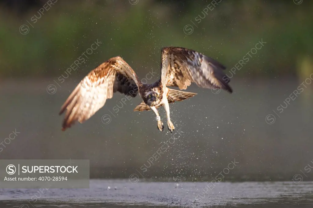 Osprey (Pandion haliaeetus) in flight, fishing at dawn, Rothiemurchus forest, Cairngorms NP, Scotland, UK, July.